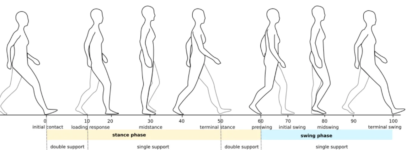 Figure 3.1: Gait cycle and its phases (adapted from Neumann 2002).