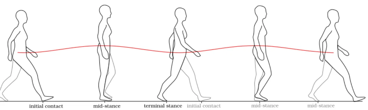 Figure 3.5: The vertical trajectory of the body center of mass (CoM).