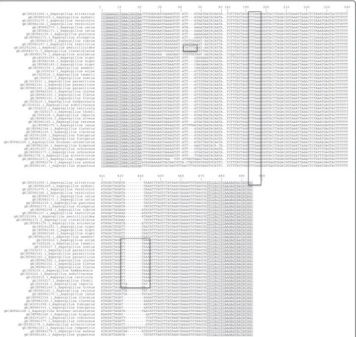 Figure 1 Nucleotide sequence alignment of a portion of the mtDNA SSU rRNA among Aspergillus species