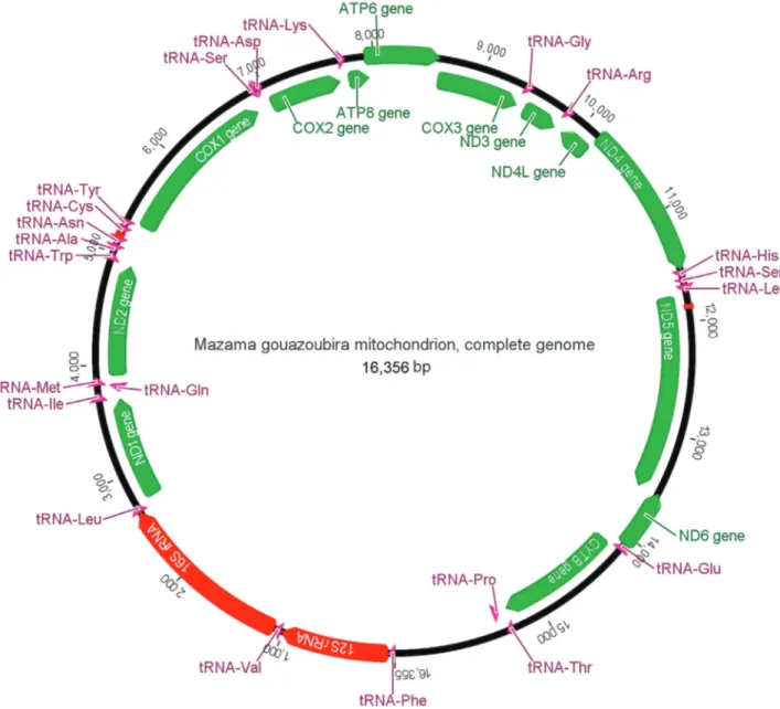 Figure 1 - Map of the brown brocket deer mitochondrial genome. ATP6-8: ATPase subunits 6 and 8, COX1-3: cytochrome c oxidase subunits I-III, CYTB: cytochrome b, ND1-6/4L: NADH dehydrogenase subunits 1-6/4L