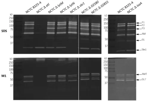 Figure 6. Zymography analysis of M1 crude autolytic enzyme extracts of  S. aureus  strains