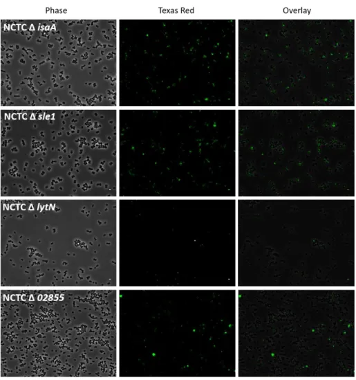 Figure 7. Co-precipitation of live cells with mCherry_PGRP-SA. Phase images show  that  NCTC  Δ  atl  and  NCTC  Δ  sle1  are  the  mutants  that  show  a  more  dramatic  phenotype  of  impaired  cell  division