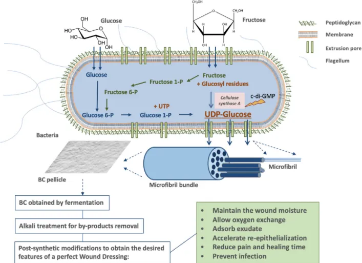 Fig. 2. Bacterial cellulose.