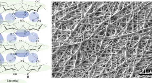 Fig. 3. Bacterial cellulose.
