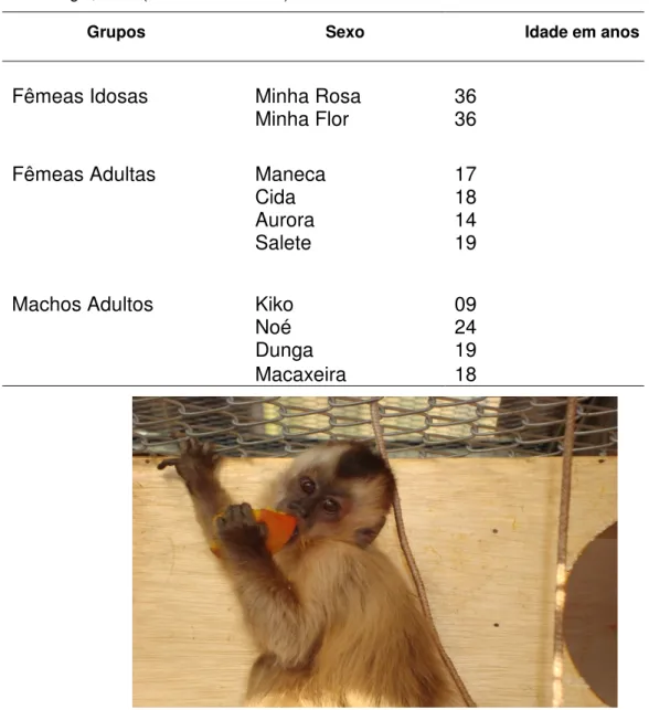 Tabela  1  –  Nome,  gênero  e  idade  estimada  dos  indivíduos  de  Cebus  libidinosus  do  Centro  de  Primatologia, UnB