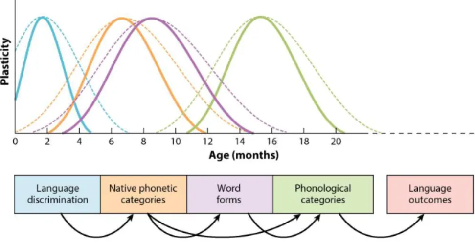 Figura 6 - Principais etapas da percepção linguística nos primeiros 20 meses de vida   Retirado de Werker JF &amp; Hensch TK.(2015) 