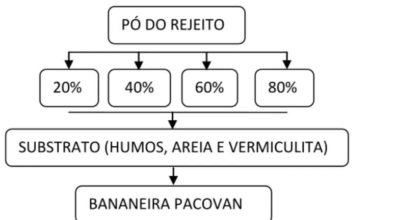 Figura 2 – Plantio de muda de bananeiras SUBSTRATO (HUMOS, AREIA E VERMICULITA) 