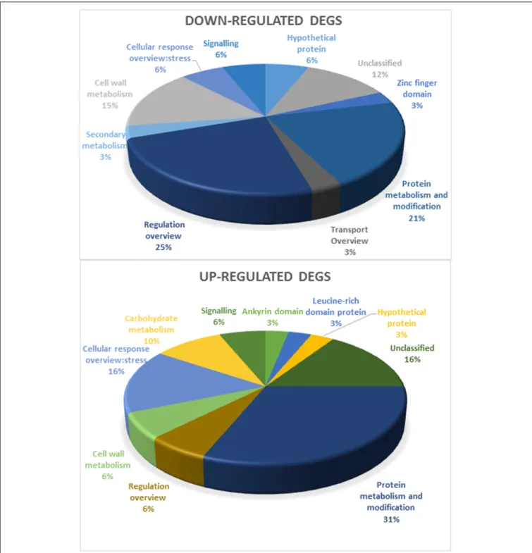 FIGURE 2 | Functional categorization of annotated genes (separated in downregulated and upregulated DEGs in Touriga Nacional and Trincadeira) by MapMan analysis.