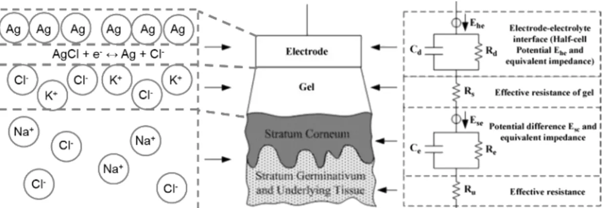 Figure 1.7: Scheme of the layers involved on the interaction electrode-skin. On the left, ionic characteristics
