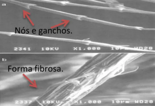 Figura 3 - Microscopias das penas: (a) Fibra de Queratina e (b) um pequeno eixo oco. FONTE: 