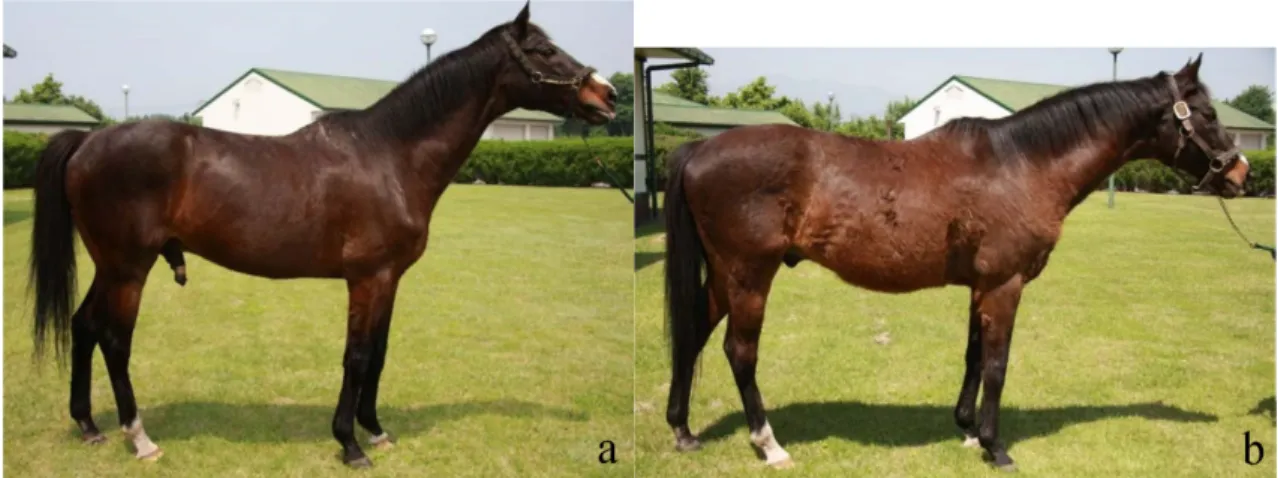 Figure 1.4: Horse with Hirsutism. Appearance of the stallion before (a) and after (b) getting the disease – picture (b) was take 1 year after the first one