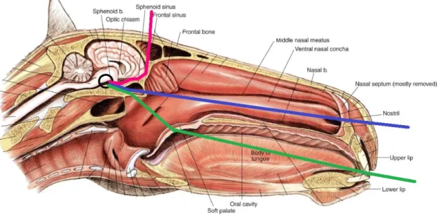 Figure 2.3: Median section of the horse’s head. Nasal septum mostly removed.The 3 lines represent the 3 different approaches used in humans: pink - transcranial; blue - transnasal; green - transseptal