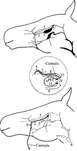 Figure 2.4: Cannula insertion procedure in the pituitary gland. The cannula within the deep facial vein enters the cranial cavity at the circled point, which is expanded in the centre of the Figure