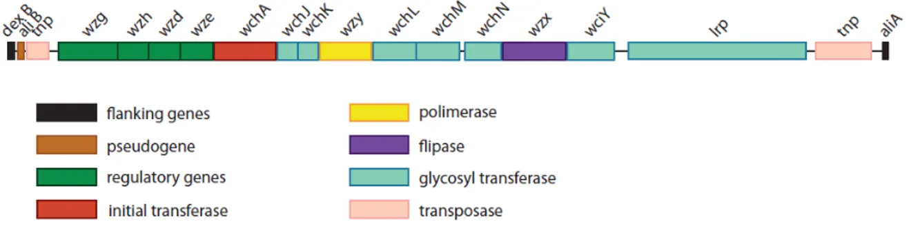Figure  1:  Representation  of  the  cps  gene  clusters  for  serotype  14.  Genes  are  represented  on  the  forward  and  reverse  strands  by  boxes  coloured  according  to  the  gene  key,  with  gene  designations  indicated above each box