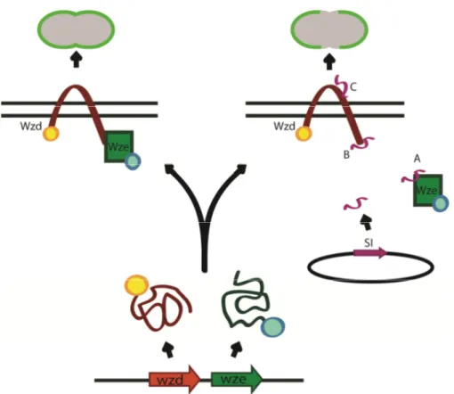 Figure  2:  Schematic  view  of  a  screening  method  to  find  small  inhibitory  (SI)