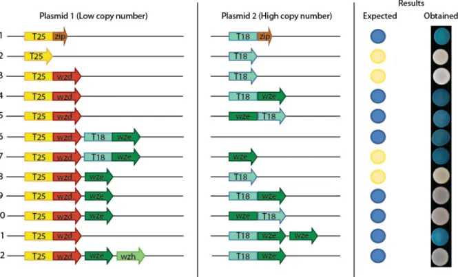 Figure  3:  A  screening  method  based  in  an  E.  coli  bacterial  two-hybrid  assay  is  not  adequate  to  find  candidates  for  SI  peptides