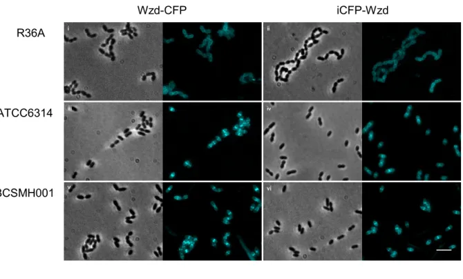 Figure  4:  Localization  of  Wzd  and  Wze  fluorescent  derivatives  in  encapsulated  and  unencapsulated  pneumococcal  strains