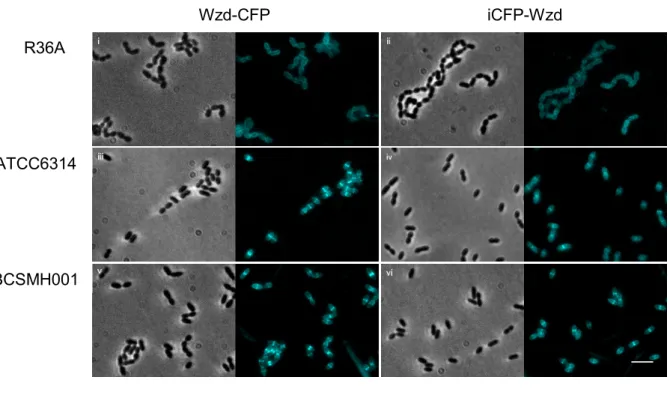 Figure  4:  Localization  of  Wzd  and  Wze  fluorescent  derivatives  in  encapsulated  and  unencapsulated  pneumococcal  strains