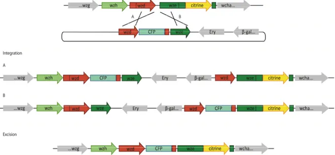 Figure  7:  Schematic  representation  of  the  construction  of  the  mutant  showing  the  two  forms  of  integration  of  the  plasmid  into  the  chromosome  (in  this  case  the  wzd  gene  is  being  replaced  in  the  chromosome by wzd-CFP)