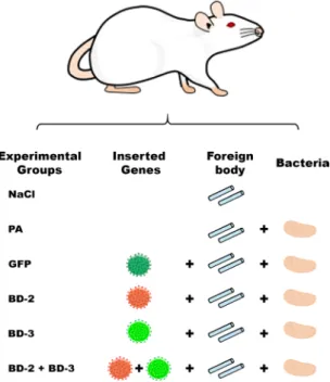 Figure 1.  Diagram illustrating the experimental groups used in this work. In all groups, flaps were 