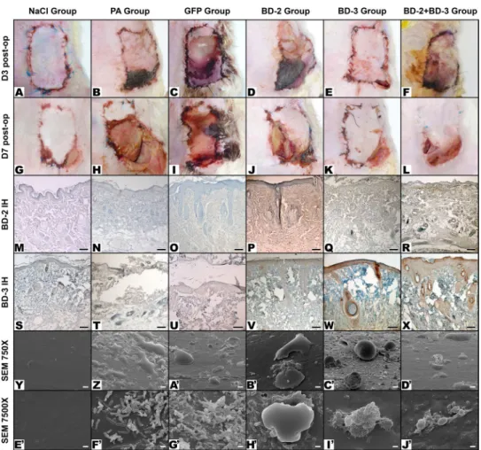Figure 5.  Typical macroscopic and microscopic features of flaps in the different experimental groups
