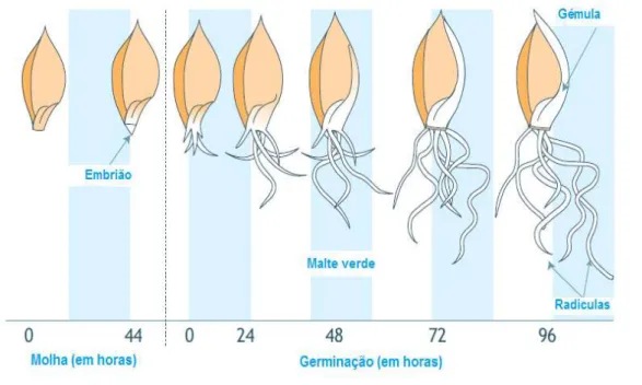 Figura  2  -  Desenvolvimento  germinativo  de  um  grão  de  cevada,  adaptado,  de  http://pt.malteurop.com 30/04/2014