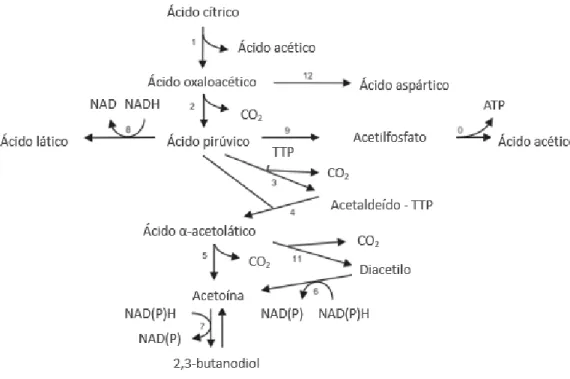 Figura 3.1 - Representação esquemática do processo de formação do diacetilo.  