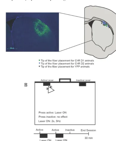 Figure 2.1: Optogenetic self-stimulation of striatonigral and striatopallidal DLS  neurons