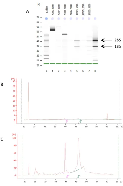 Figure 2.8: Picogram sensitivity quality analysis of RNA extracted from neurons  purified via FACS