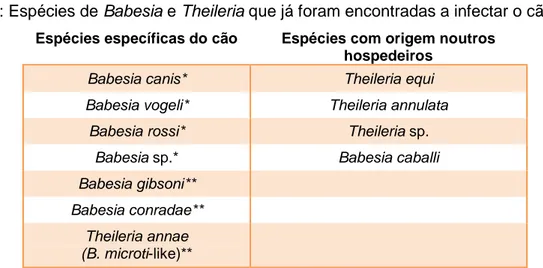 Tabela 1: Espécies de Babesia e Theileria que já foram encontradas a infectar o cão. 