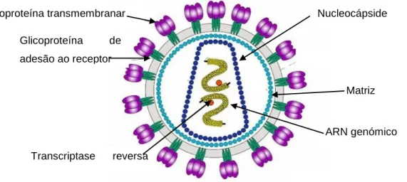 Figura  1  Desenho  esquemático  de  um  virião  de  retrovírus,  mostrando  a  localização  das  várias  estruturas  e  proteínas  que  o  constituem