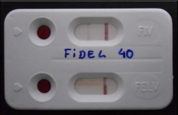 Figura  4  Teste  rápido  Speed ®   Duo  FeLV/FIV  da  Virbac  com  resultado  positivo  para  FIV  (Original)