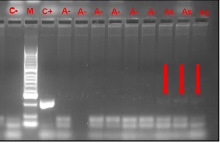 Figura 5 Resultados do PCRc de Rickettsia spp. onde se observam o controlo negativo (C-),  o  marcador  (M),  o  controlo  positivo  (C+),  seis  amostras  negativas  (A-)  e  três  amostras  compatíveis com a presença do agente (As) (original)