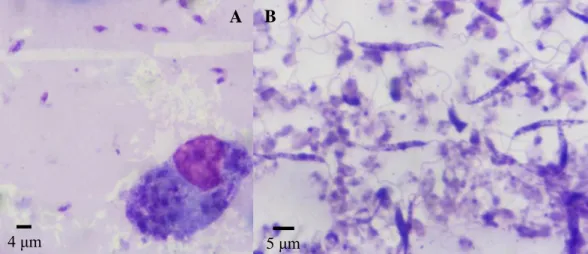 Figura 1. Representação das formas amastigota (A) e promastigota (B) de Leishmania spp