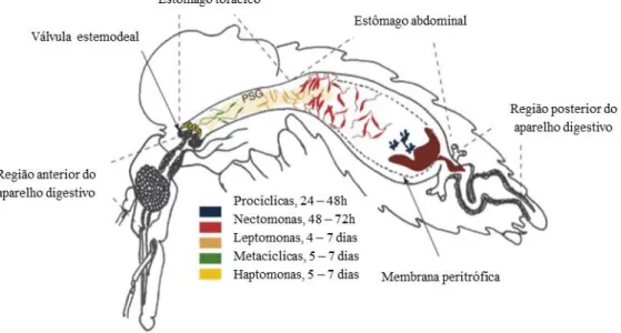 Figura 3. Esquema ilustrativo do ciclo de vida do subgénero Leishmania no hospedeiro  invertebrado (Adaptado de Kamhawi, 2006)