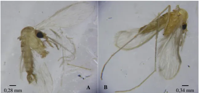 Figura 4. Morfologia de flebótomos P. perniciosus macho (A) e fêmea (B) (Gentilmente cedido  pelo Mestre David Ramilo)