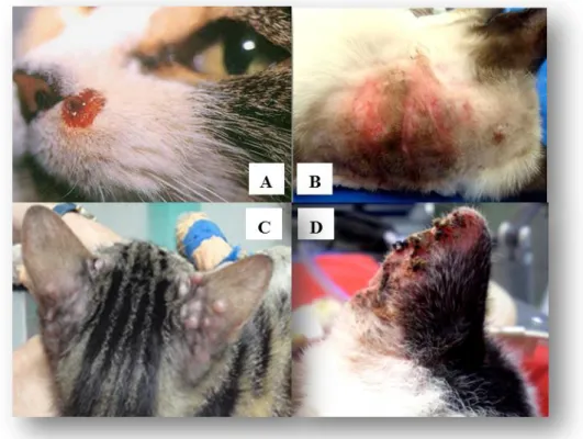 Figura 6. Lesões cutâneas em gatos naturalmente infetados por L. infantum - (A) (Pennisi, 2002)  e (C) (Garrido, 2012) - e L