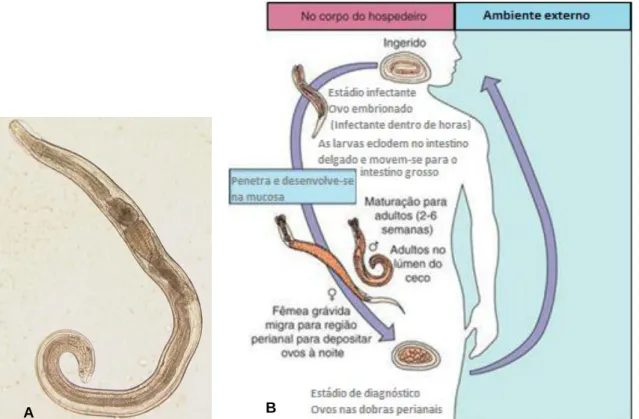 Figura 4 – A - Macho adulto de Enterobius vermicularis. B - Ciclo de vida de Enterobius vermicularis
