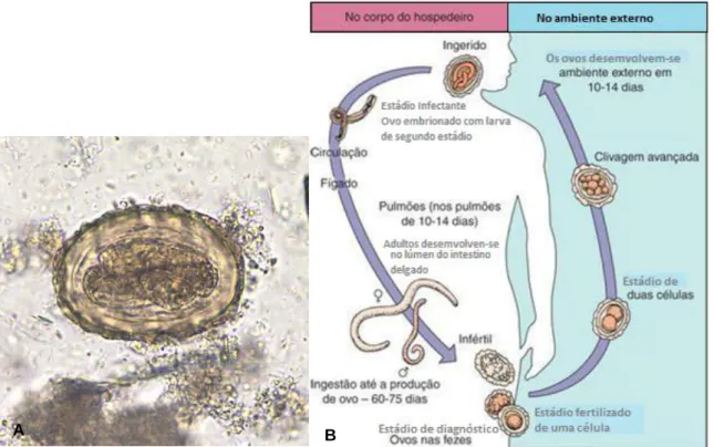 Figura 5 – A - Ovo embrionado de A. lumbricoides, ampliação de 200x. Uma larva é visível no ovo.; B -  Ciclo de vida do Ascaris lumbricoides