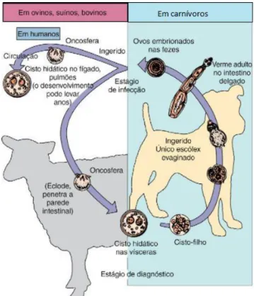 Figura 7 - Ciclo de vida de E. granulosus  Fonte: Murray et al. (2009). 