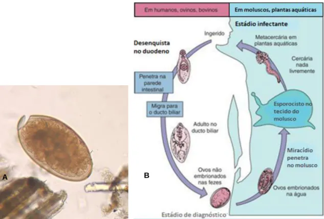 Figura 8 – A - Ovo de Fasciola hepatica, ampliação de 400x; B - Ciclo de vida da Fasciola hepatica  (trematódo hepático de ovino)