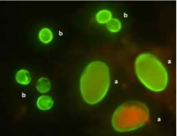 Figura 15 - Quistos de Giardia duodenalis (a) e oocistos de Cryptosporidium parvum (b) marcados com  anticorpos de imunofluorescência