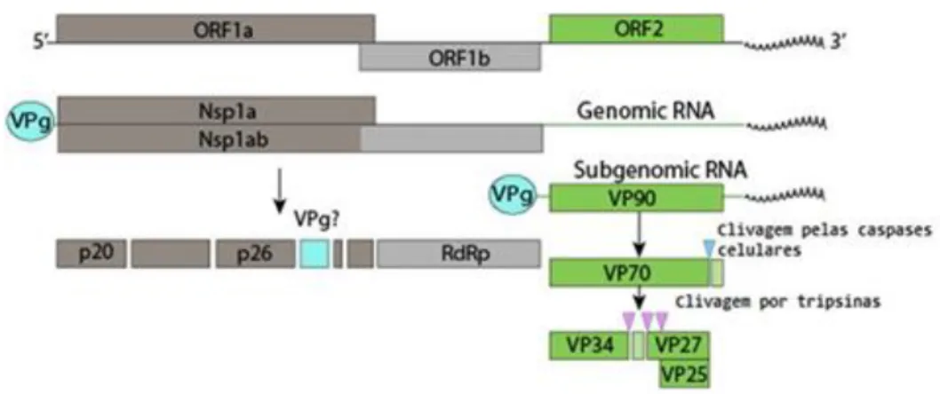 Figura 7. Ilustração da organização genómica dos astrovírus .