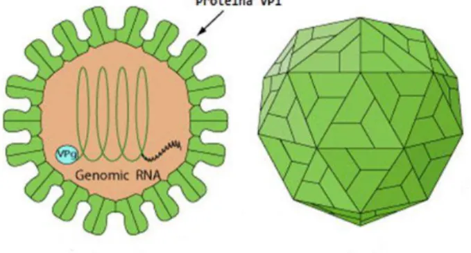 Figura 9. Ilustração da estrutura molecular dos viriões de sapovírus.  