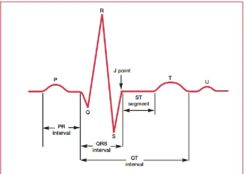 Figure 2 - Heartbeat wave (Adapted from Cardiology Explained, 2004). 