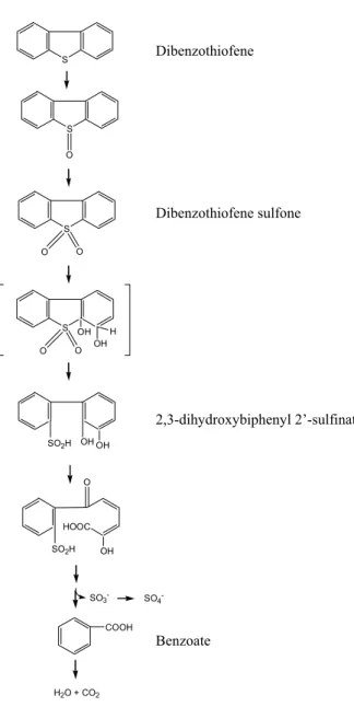 Fig. 4. Van Afferden  Pathway  – Following oxidation of dibenzothiophene to  dibenzothiophene sulfone, thiophene ring-opening is triggered by the action of an  angular dioxygenase