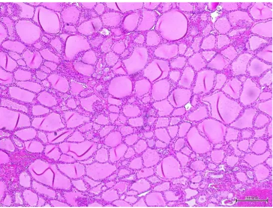 Figura  8  -  Imagem  histológica  de  glândula  tiroide  normal  em  cão  (fotografia  gentilmente  cedida pelo Laboratório de Anatomia Patológica da FMV) 