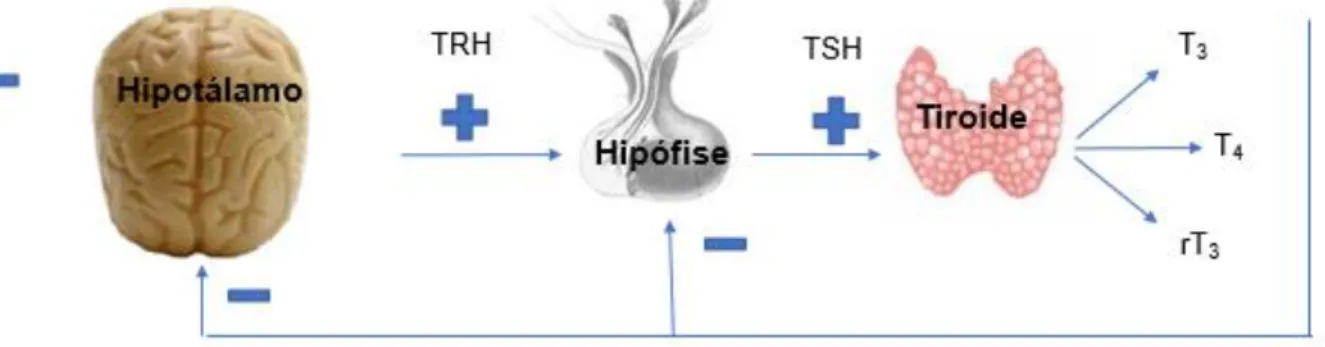 Figura 9 – Esquematização da regulação da função tiroideia 