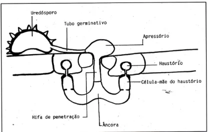 Figura 4. Primeiras fases do processo de infecção de Hemileia  vastatrix  (imagem cedida pelo CIFC).
