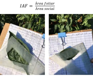 Figura 8. Medição da área foliar de uma folha grande e de uma pequena no dia 13 de  Setembro